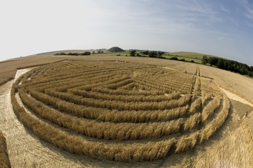 dentro West-Kennett-Avebury-Wiltshire-Wheat-30-07-05-P2.jpg