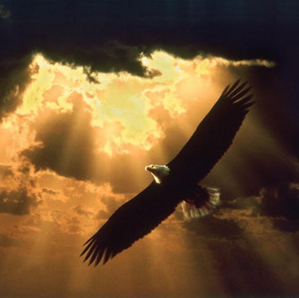 soaring_eagle_150.jpg