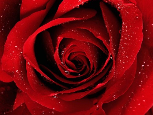 a_red_rose_for_you.jpg