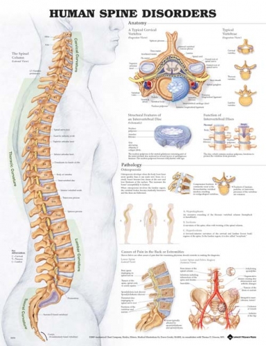 spina-dorsale.jpg