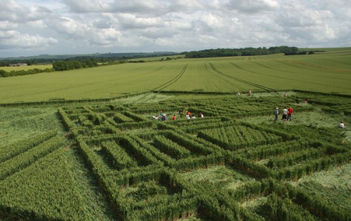 dentro East-Field,-Wiltshire-03-07-05-Wheat-P.jpg