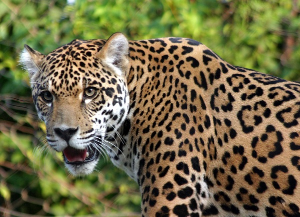 giaguaro1